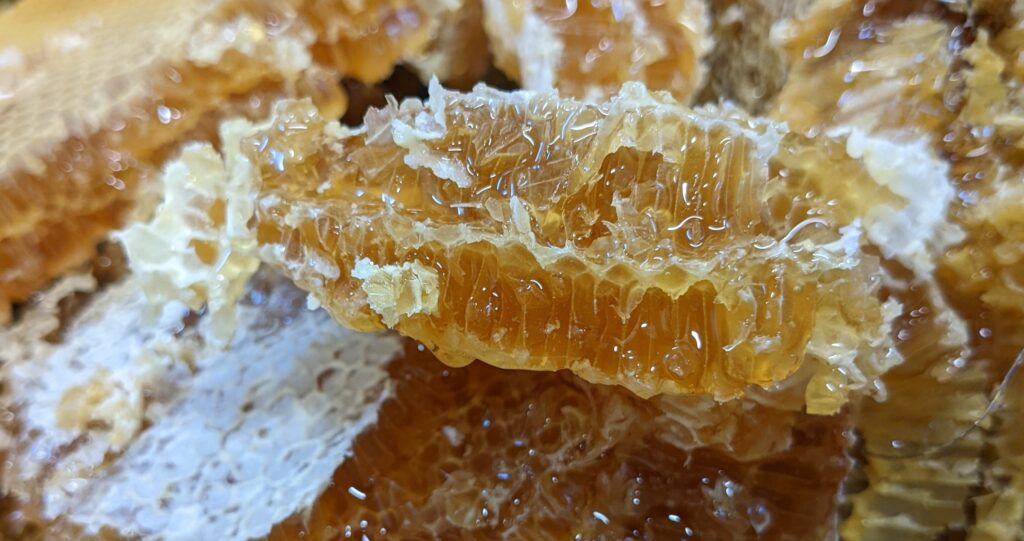 Stücke von Honigwaben bei der Ernte von Tropfhonig, wo der Honig langsam aus den Waben fließt