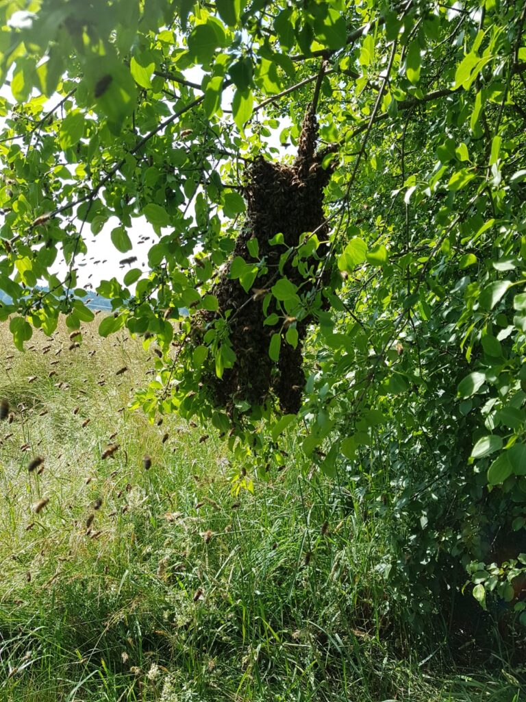 Ein Bienenschwarm hat sich im Gebüsch niedergelassen und eine Traube gebildet, zahlreiche Bienen fliegen um sie herum.