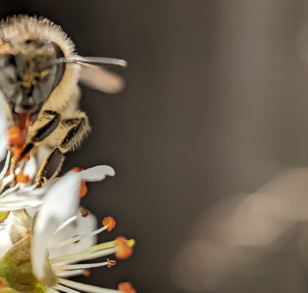 A macro frontal view of a honey bee on a white flower.