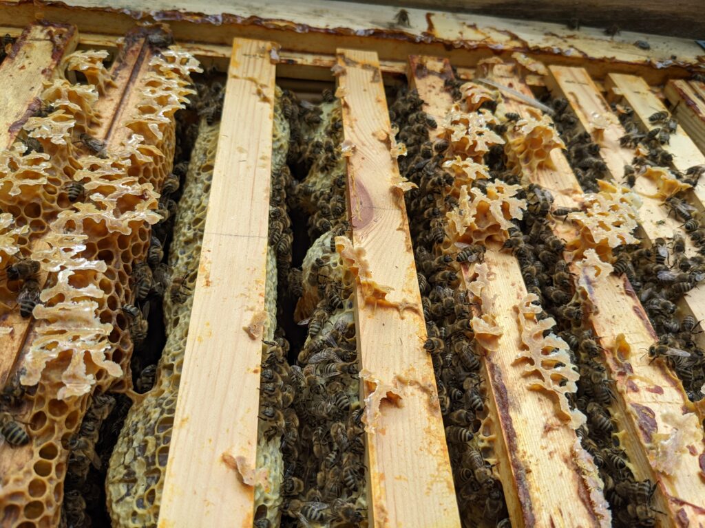 A look inside a beehive, where bulging honeycombs filled with bees can be seen. 
