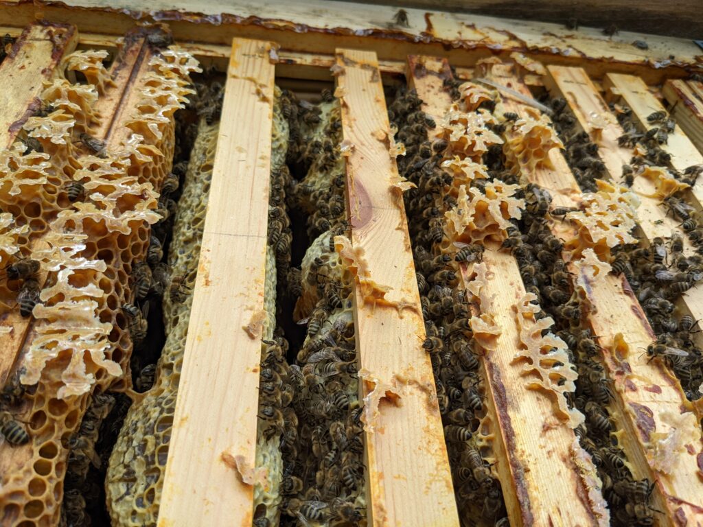 A look inside a beehive, where bulging honeycombs filled with bees can be seen.