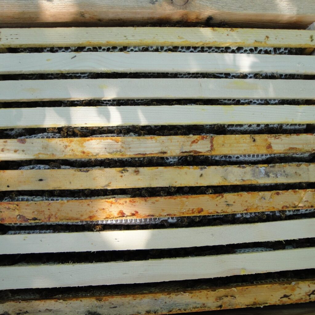 View from above into a young hive with 10 wooden frames