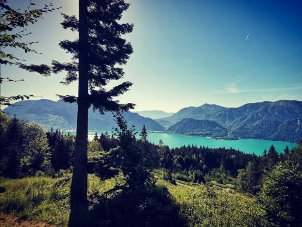 Presshonig Wald