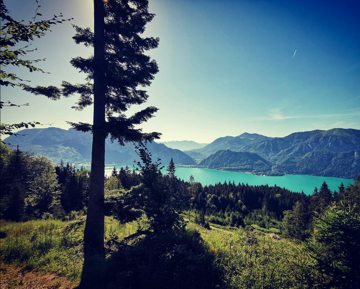 Presshonig Wald