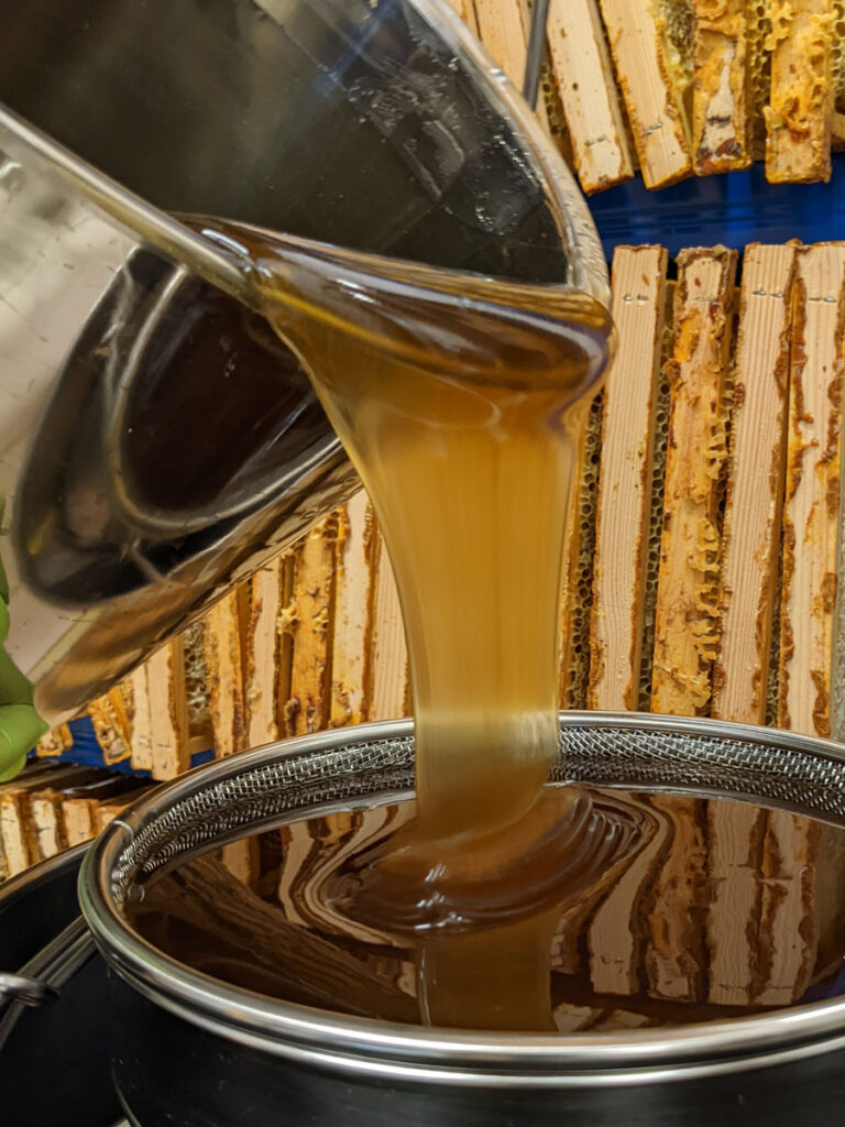 A bucket full of drip honey is emptied into a noble rod sieve