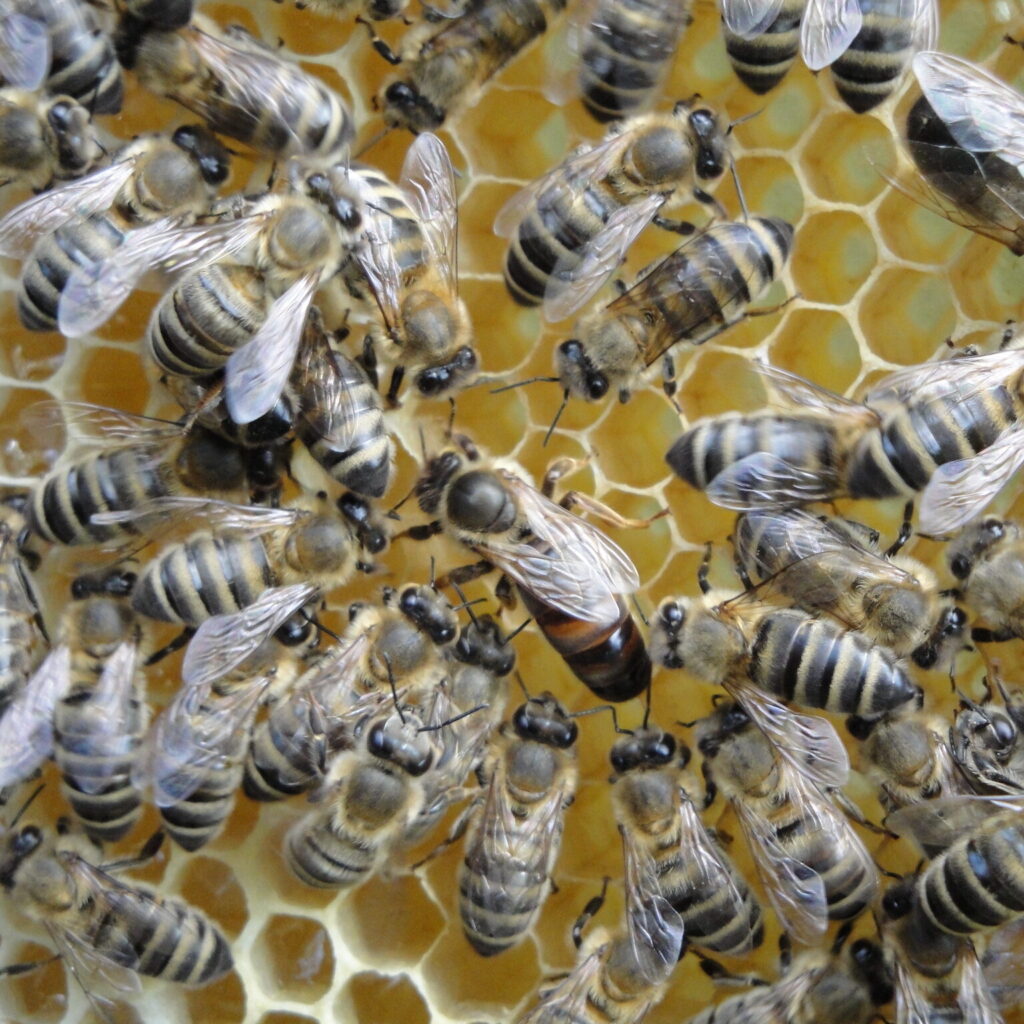 Queen bee with her court on a wax honeycomb