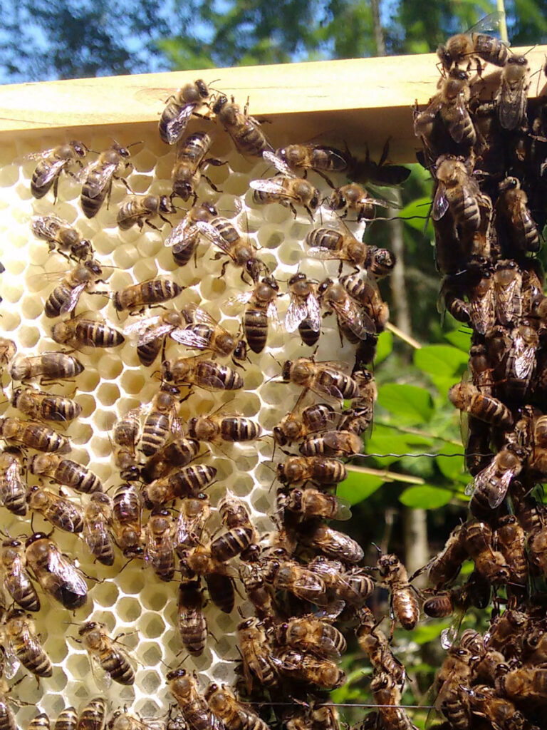 Honigbienen bilden eine Baukette, um ihr Wabenwerk aus Wachs in das Holzrähmchen zu bauen. 