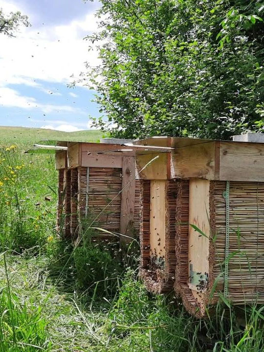 Vier Bienenstöcke aus Schilf stehen vor einer grünen Hecke in der Sonne und werden von vielen Honigbienen angeflogen.