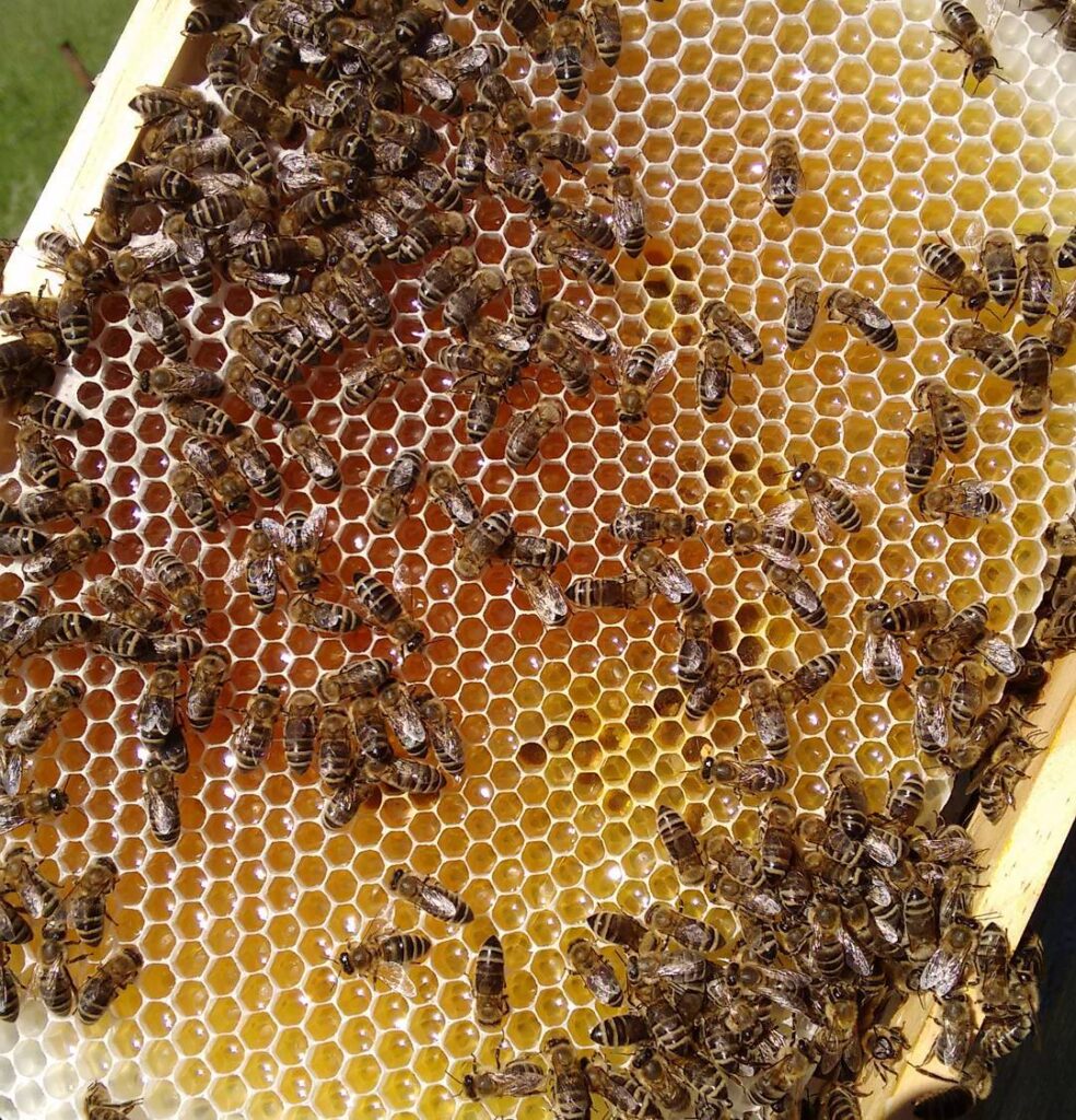 Eine Honigwabe aus Naturwabenbau, in der die Bienen gerade Nektar und Honig einlagern.