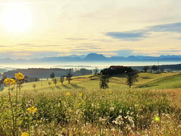 Presshonig Frühlingsblüte