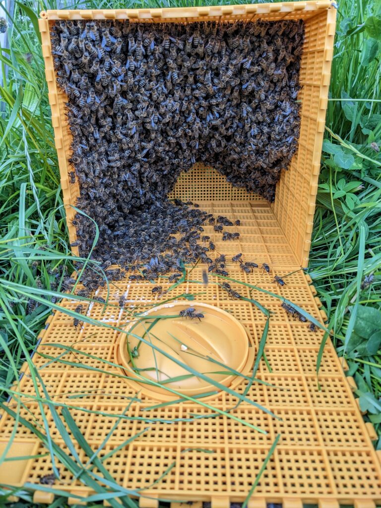 A swarm of bees forms a cluster in an orange lattice box. 