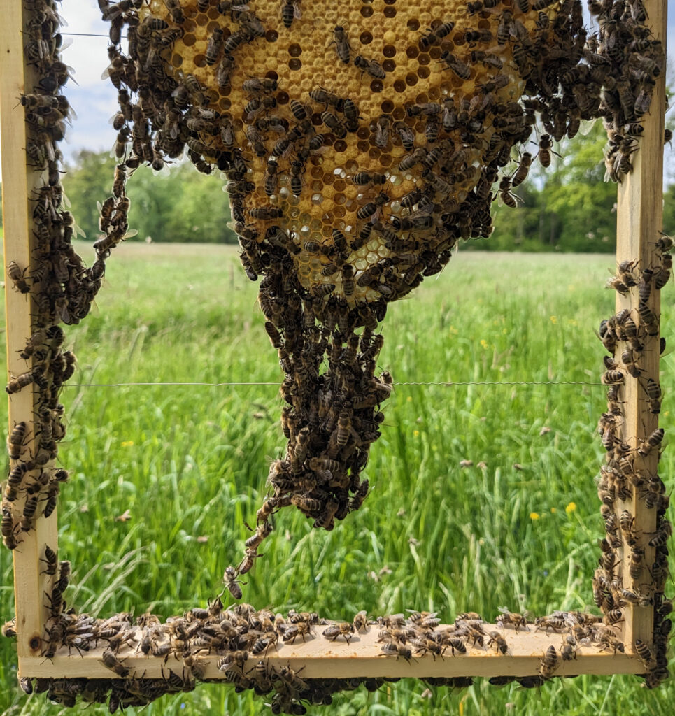 Bees are forming a construction chain at the bottom of a honeycomb piece to further expand it with wax. 