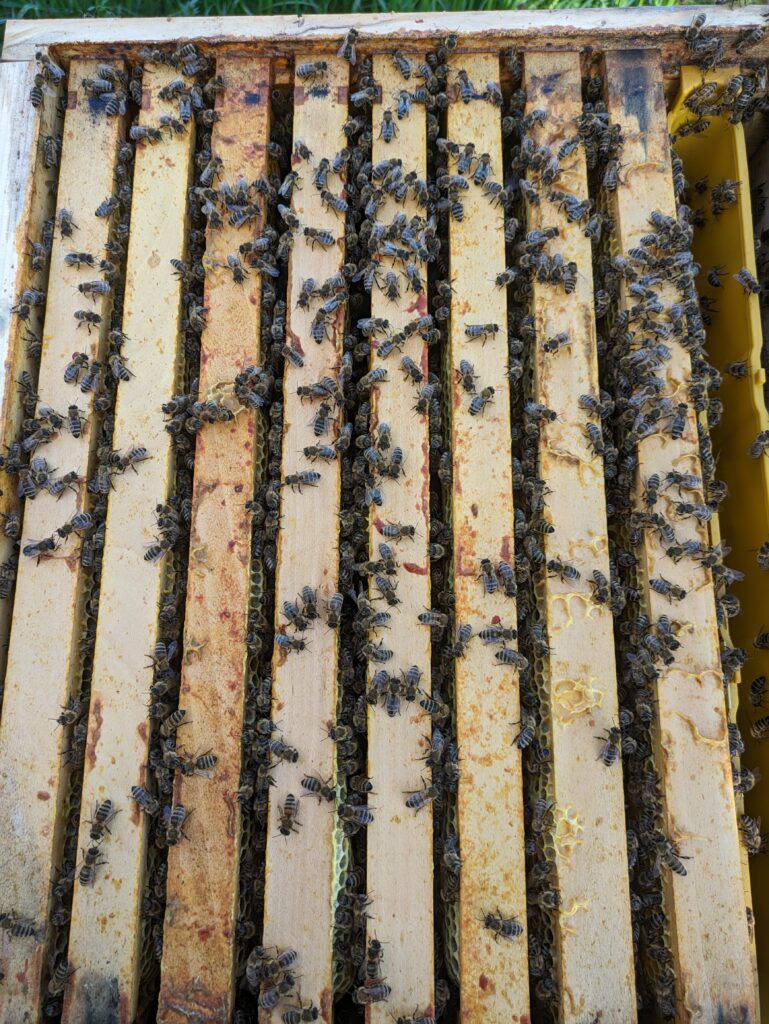 Es sind von oben acht Rähmchen mit Bienen eines starken Auswinterungsvolks zu sehen.