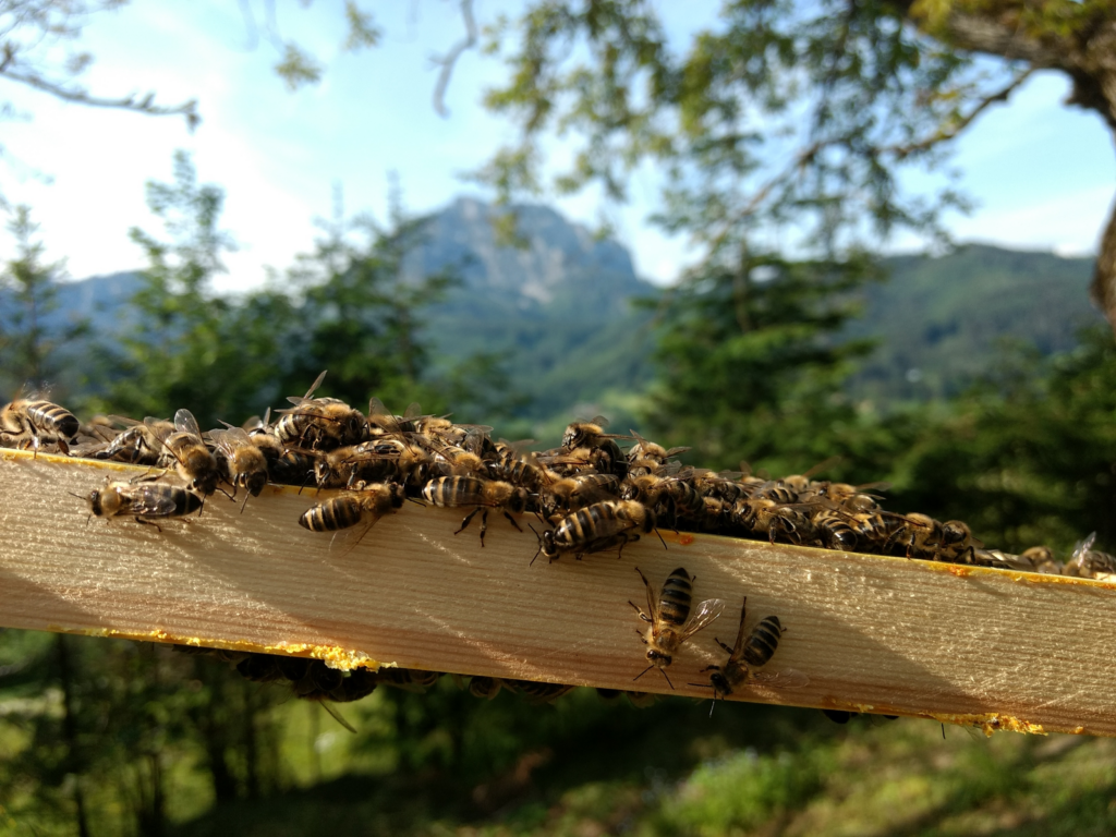 Im Vordergrund sind krabbeln Bienen auf einem Holzrähmchen, im Hintergrund ist der Traunstein erkennbar.