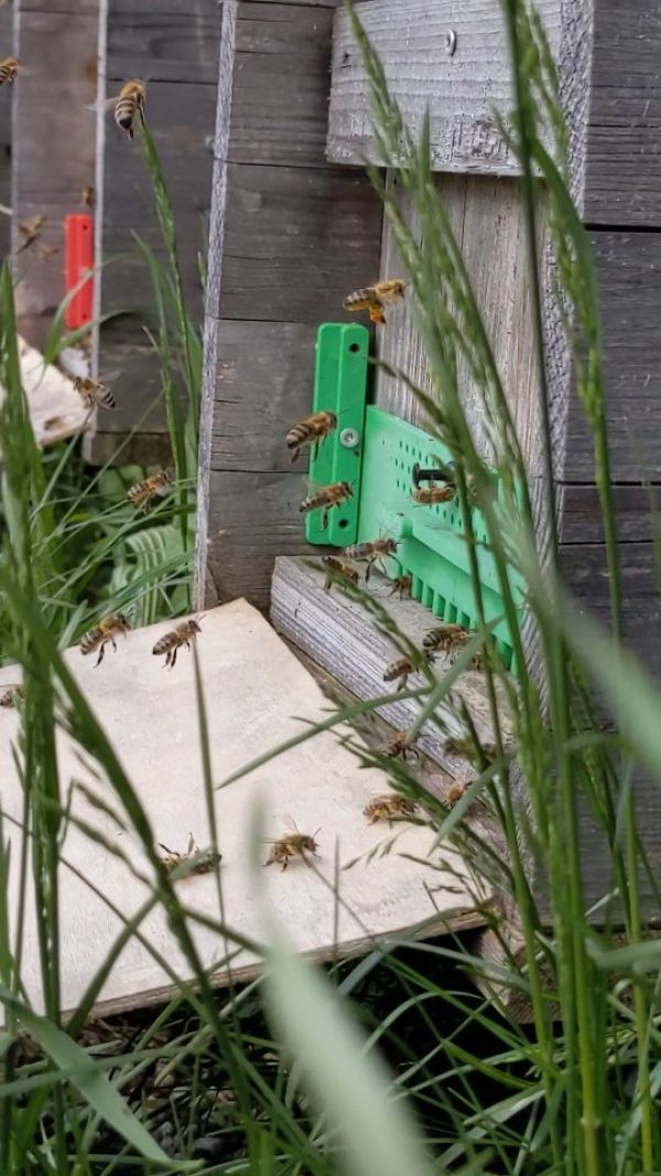 💃🐝 Wir tanzen im Wind - und wünschen euch einen schönen Start in den Blütenmonat...