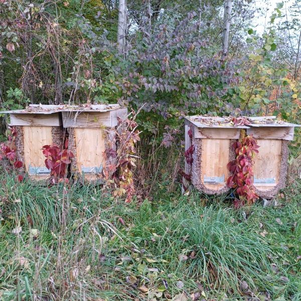 Während es draußen herbstelt 🍁, wärmen sich drinnen die Bienen gegenseitig! 💛 #bienengeflüster #beesofinstagram #hausruckwald...