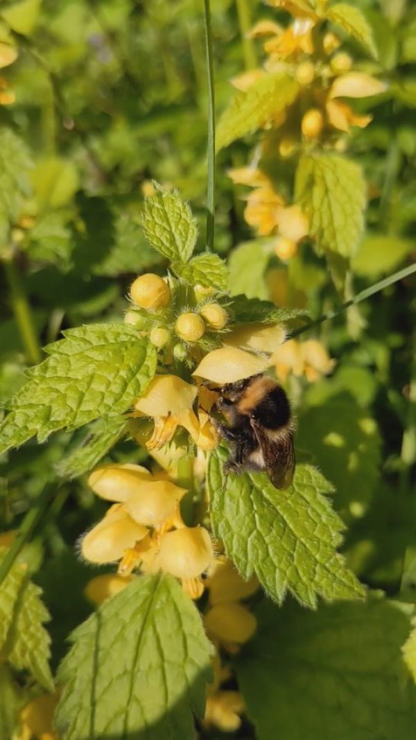 Ob Hummelkönigin oder Honigbiene: Zungenzeigen gehört bei unserer Arbeit einfach dazu! 😋 #zungeraus #wildbiene #hummelkönigin...