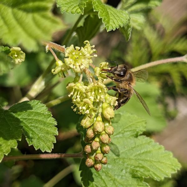 😎🐝☀️ Liebe Leute, endlich hat das kalte Regenwetter aufgehört - und wir Bienen können raus,...