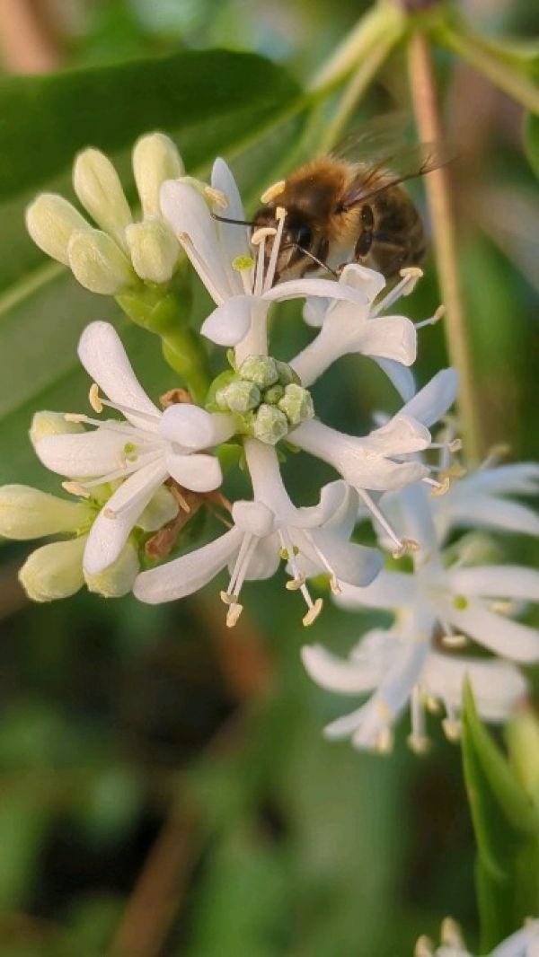 Letzte Sammel-Runde für heute! 🐝😋 #beehappy #beesofinstagram #gartenglück #jause #bienenfreundlichegemeinde #salzkammergut