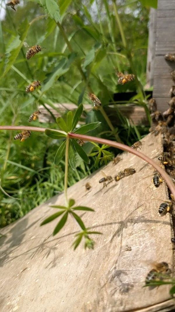 Auf unserem Sonnendeck ging's heute wieder richtig rund! 🌞 #bienengeflüster #bienenfreundlichegemeinde #frühlingsgefühle #salzkammergut #hausruckwald #sonnendeck...