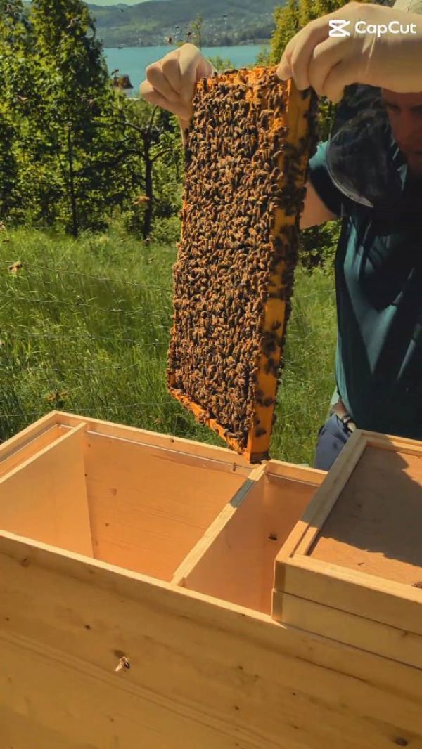 🛖🐝 Yuhoo, jetzt ziehen die Bienen ein! Bienen kommen im Frühling für ihre natürliche Vermehrung...