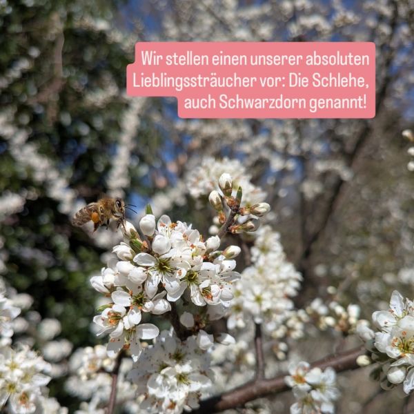 Während die Schlehe in Vollblüte steht, spielt sich im Inneren unserer Stöcke gerade das wichtigste...