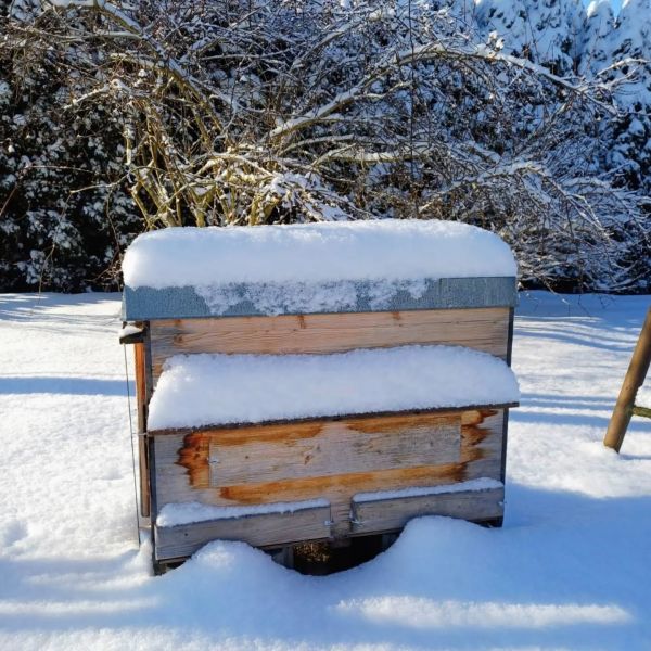 Frau Holle war fleißig! ❄️🏠 Während unsere Bienen in der Wintertraube zusammenrücken und sich gegenseitig...