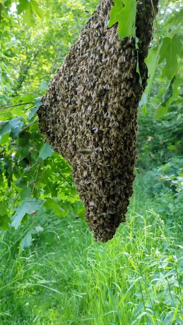 Schöne Schwärmereien! 🐝✨ #mai #beesofinstagram #schwarmintelligenz #vöcklabruck