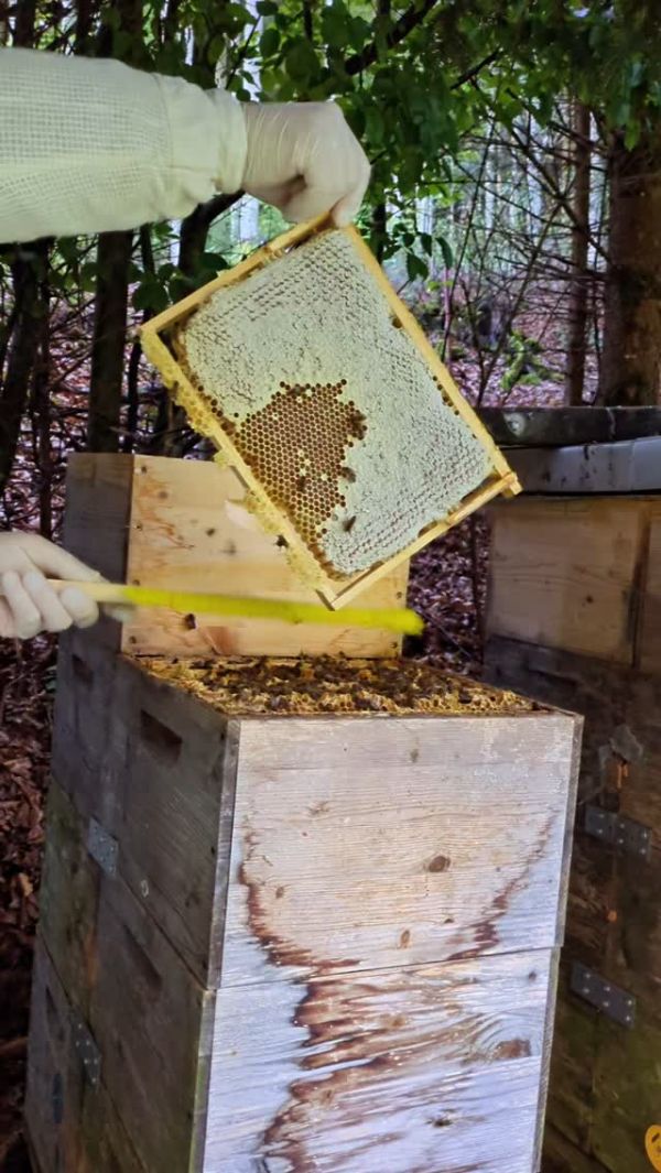 Unsere Tropfhonig-Ernte 2025 hat begonnen! ✨🐝 #waldrand #salzkammergut #hongar #bioaustria #slowfoodösterreich #tropfhonig #rawhoneycomb #jahrgangshonig #beekeepersgram...