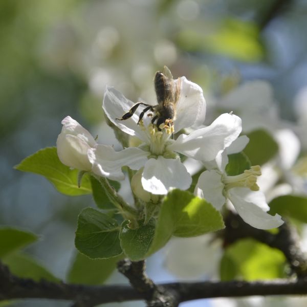 Wir wünschen euch allen einen wunderschönen Apfelblüten-Sonntag! 🌞🐝 #kopfstand #apfelblüten #bestäubung #bienenfreundlichergarten #vöcklabruck #beesofinstagram