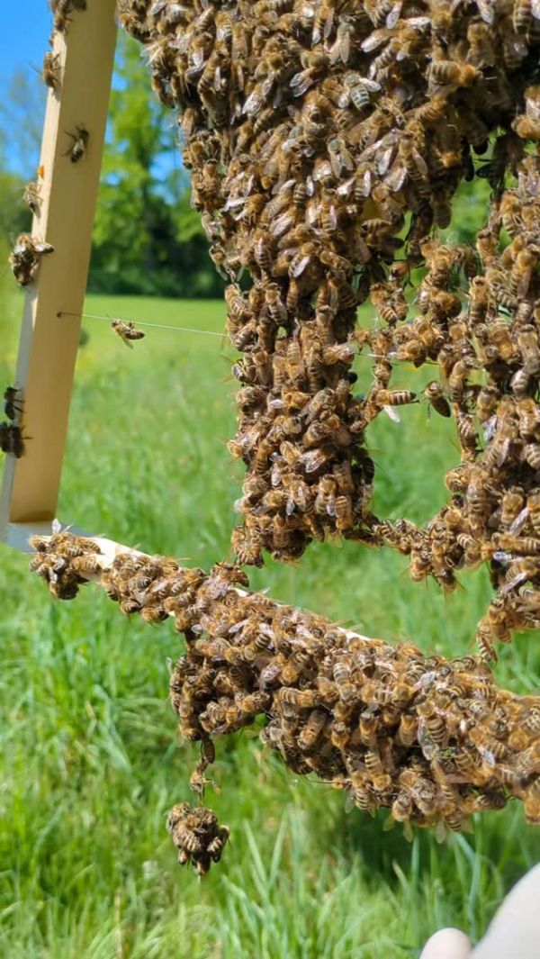 🐝🔗 Teamwork makes the beeswax! Hier bilden unsere Honigbienen lebendige Brücken aus sich selbst –...
