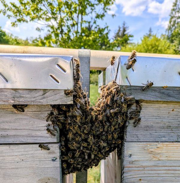 Im Takt der Natur: Die intensivste Zeit des Bienenjahres 🐝 Wer im Mai an Bienenstöcken...