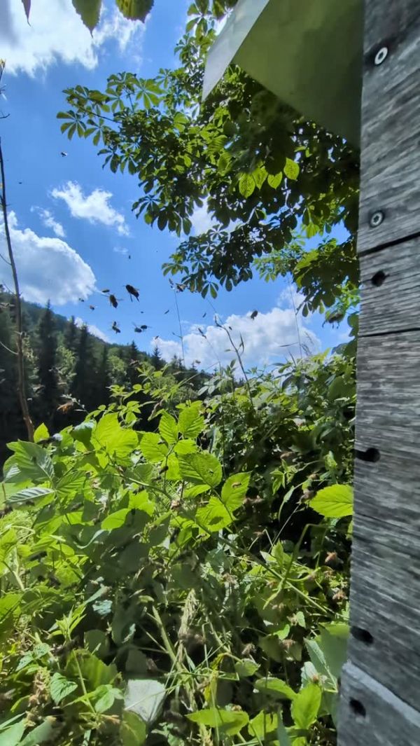 🌲Waldhonigtau liegt in der Luft! Es gibt wirklich wenig, wofür Bienen Blüten stehen lassen: Honigtau...